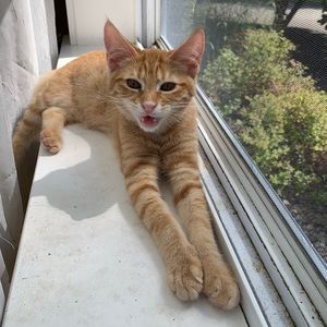 Meet your Posher, Ava